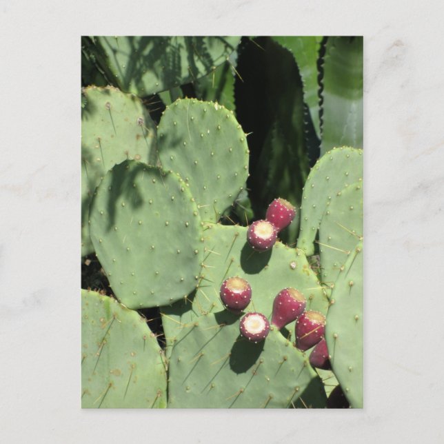 Prickly pears, postcard (Front)