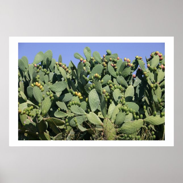 Prickly pears poster (Front)