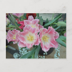 Prickly Pink Flower Postcard