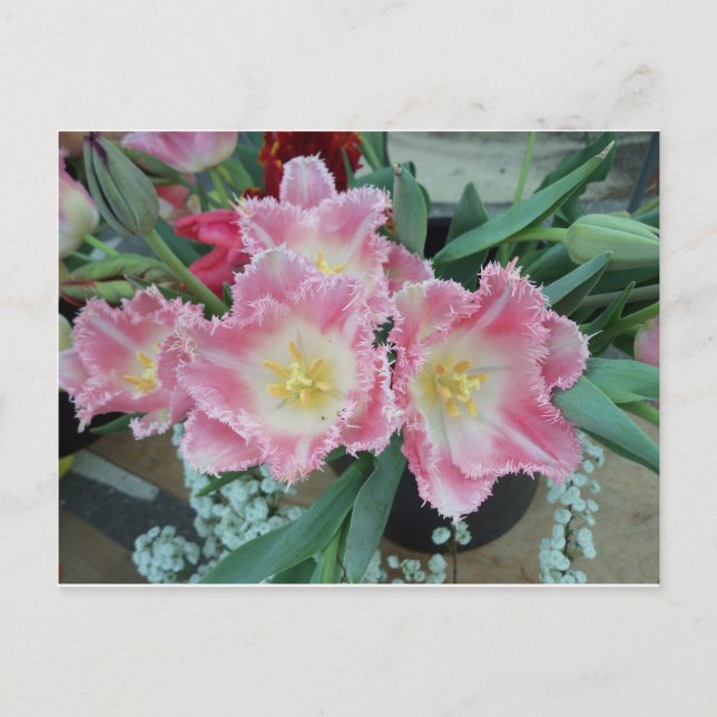 Prickly Pink Flower Postcard (Front)