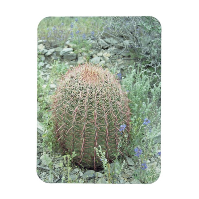 Prickly Pink Petals Cactus Decorative Magnets (Vertical)