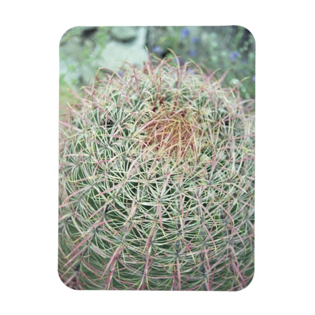 Prickly Pink Swirl Cactus Decorative Fridge Magnet (Vertical)