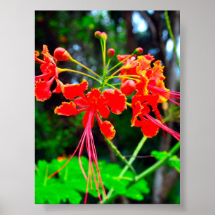 Pride of Barbados Stretched Canvas Print
