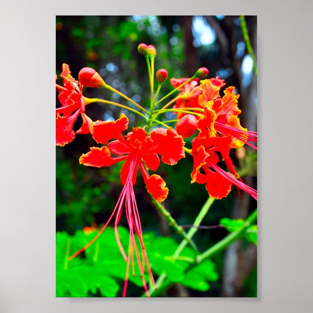 Pride of Barbados Stretched Canvas Print (Front)