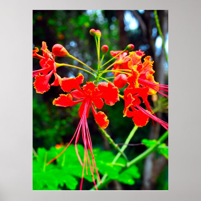 Pride of Barbados Stretched Canvas Print (Front)