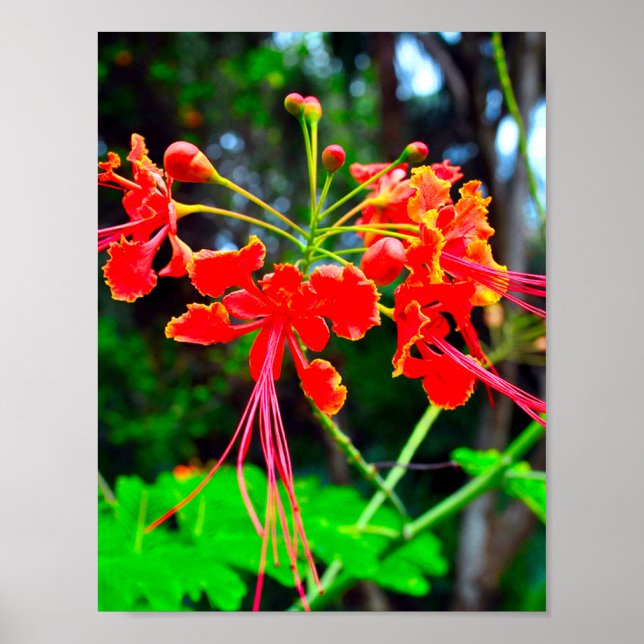 Pride of Barbados Stretched Canvas Print (Front)