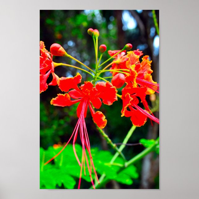 Pride of Barbados Stretched Canvas Print (Front)