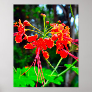 Pride of Barbados Stretched Canvas Print