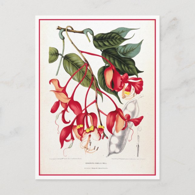 Pride of Burma Orchid Tree Illustration Postcard (Front)