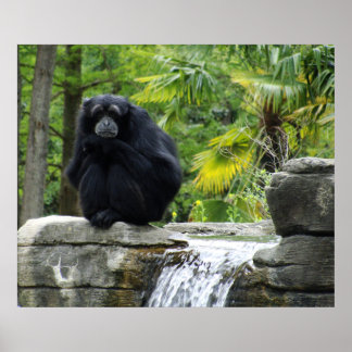 Primate and Waterfall Poster