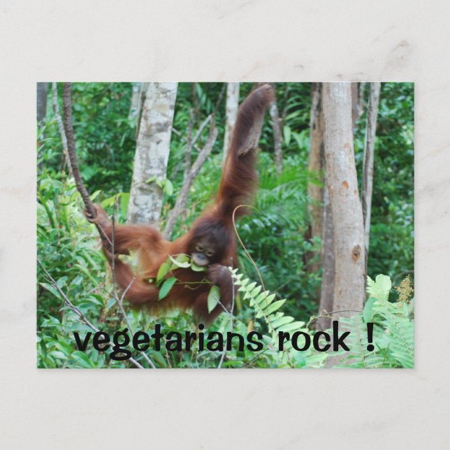 Primate Vegetarians Rock ! Postcard (Front)