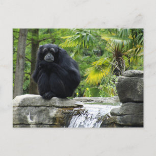 Primate & Waterfall Postcard