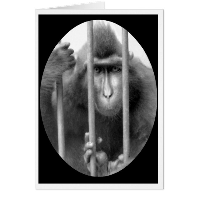 Primate without Parole (Front)