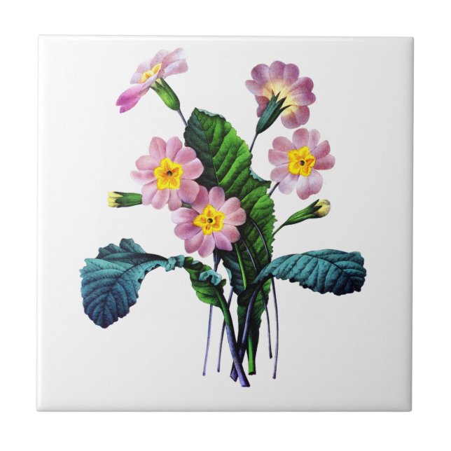 Primevere or Primroses by Pierre Joseph Redoute Tile (Front)