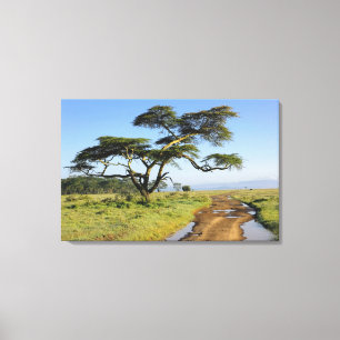 Primitive dirt road and acacia tree, Lake Nakuru Canvas Print