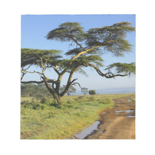 Primitive dirt road and acacia tree, Lake Nakuru Notepad