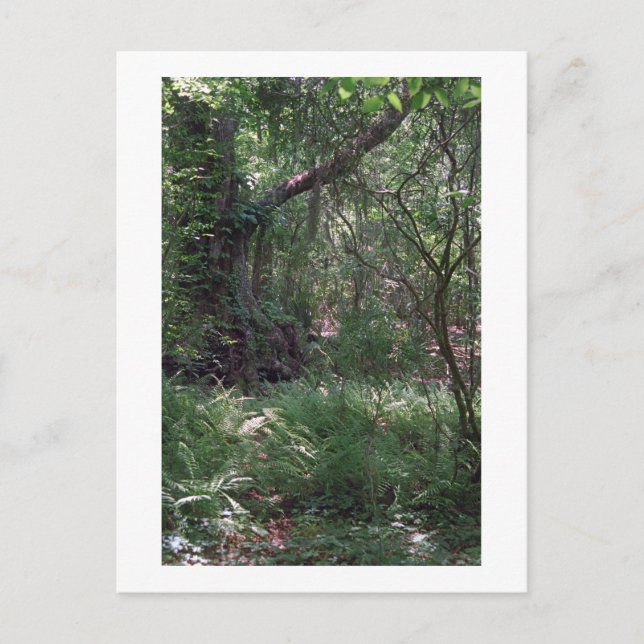 Primordial Forest Custom Louisiana Photo Postcard (Front)