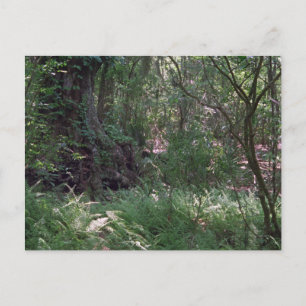 Primordial Forest Custom Louisiana Photo Postcards
