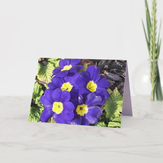 Primrose Card