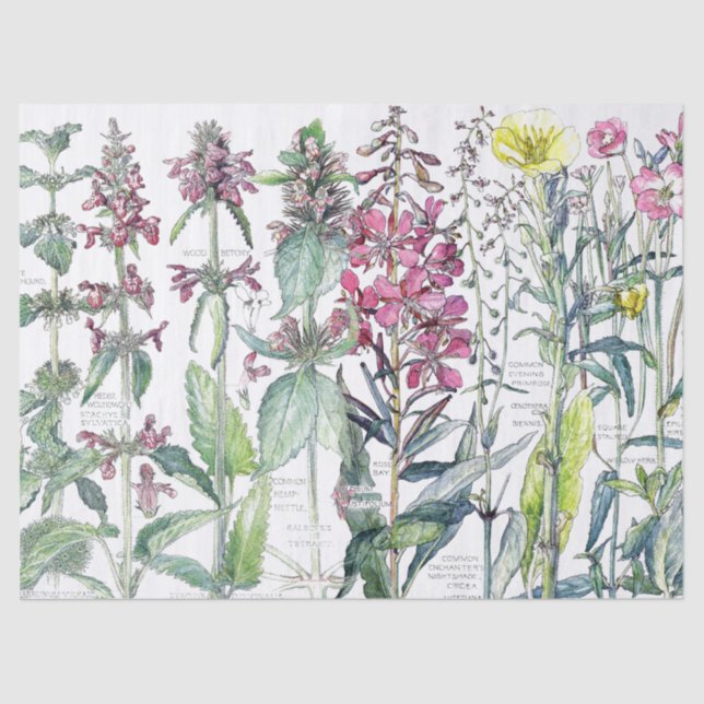 Primrose Cats Ear Flower Wildflowers Tissue Paper (Front)