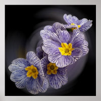 Primrose flowers
