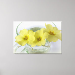 primrose in a coffee cup canvas print