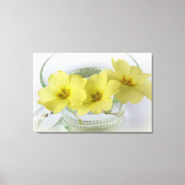 primrose in a coffee cup canvas print (Front)