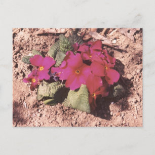 Primrose Postcard