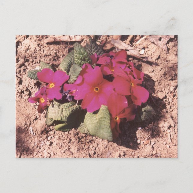 Primrose Postcard (Front)
