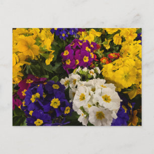 Primrose Postcard
