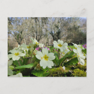 Primrose Postcard