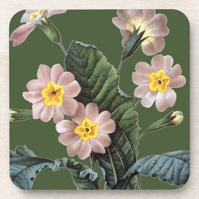 Primrose (Primula Aucalis) Coaster (Front)