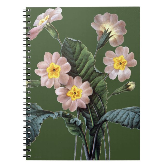 Primrose (Primula Aucalis) Notebook (Front)