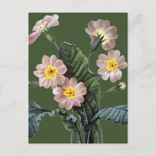 Primrose (Primula Aucalis) Postcard