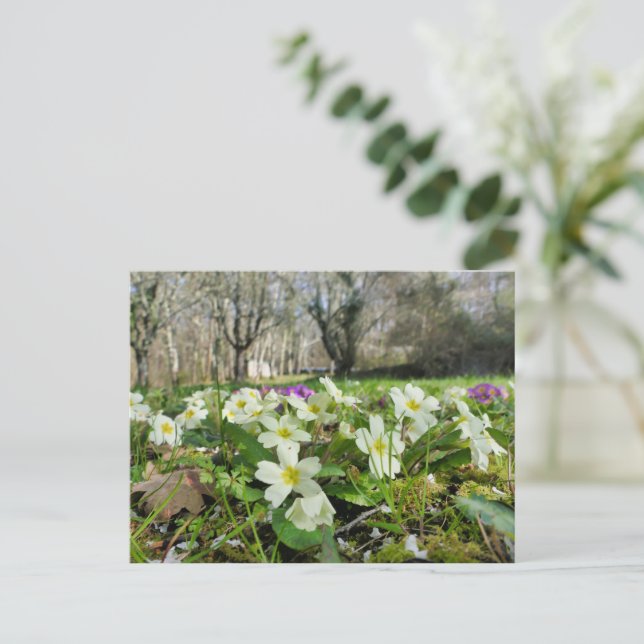 Primrose (Primula vulgaris) Postcard (Standing Front)