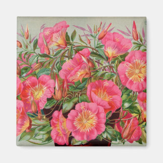 Primrose Seed Packets Magnet