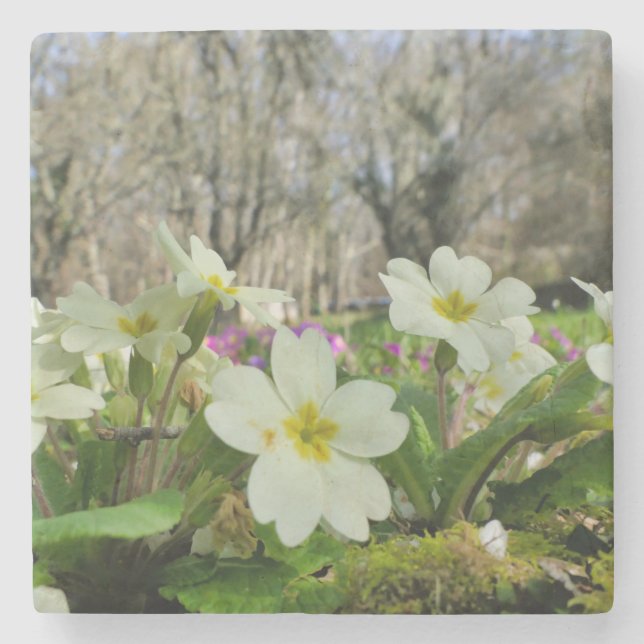 Primrose Stone Coaster (Front)
