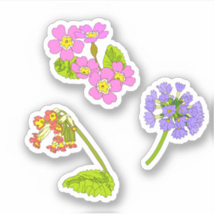 Primroses