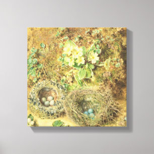 Primroses and Birds' Nests Canvas Print