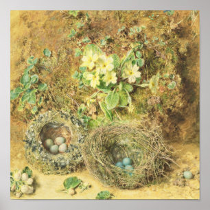 Primroses and Birds' Nests Poster