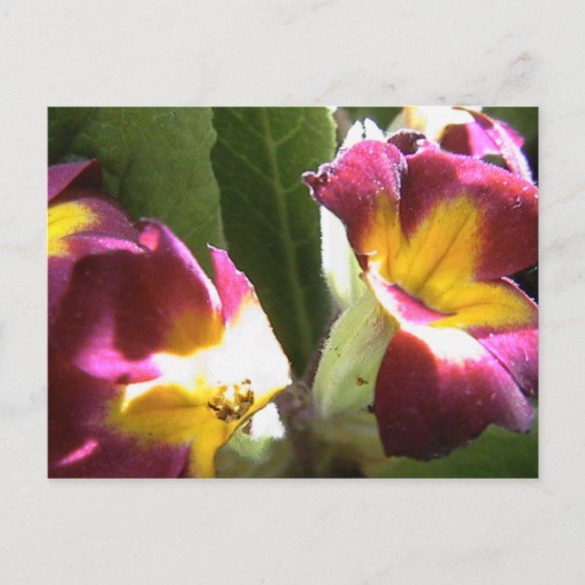 primroses postcard (Front)