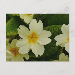 Primroses Postcard