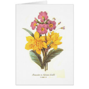Primula and daffodils