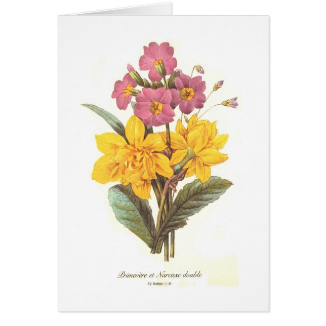 Primula and daffodils (Front)