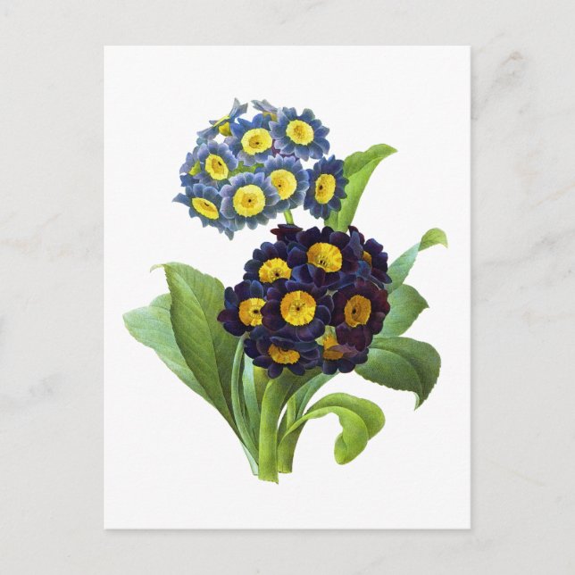 Primula Auricula - Cowslip-  Pierre Joseph Redoute Postcard (Front)