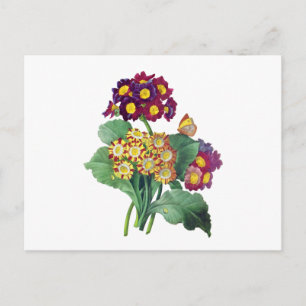 Primula Auricula - Cowslip- Pierre Joseph Redoute Postcard