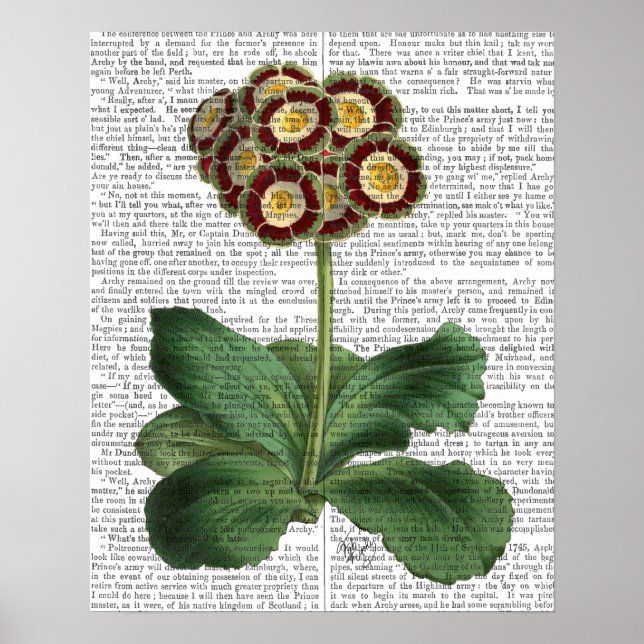 Primula Auricula Red Poster (Front)