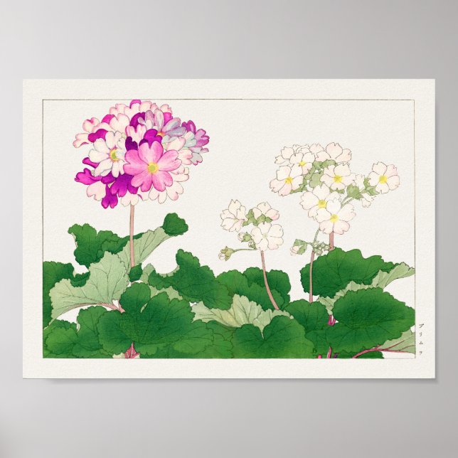 Primula by Tanigami Konan Poster (Front)