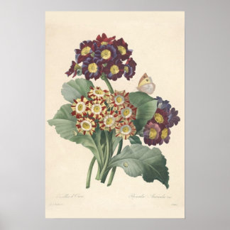 Primula Canvas Print