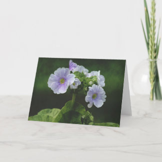 Primula flowers card